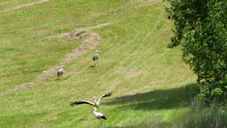 white stork standing on a sloped sunlit hill casting a long shadow in the late afternoon.
