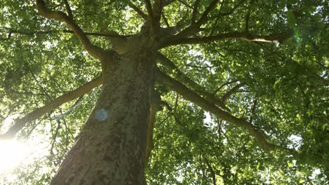 tree in low angle with the sun through the leaves, dordogne - france