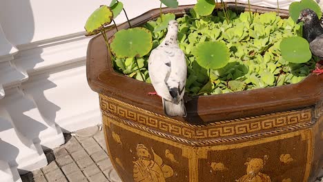 pigeons gather around a decorative lotus pot, basking in the sunlight against a white wall backdrop.