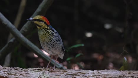 cambiando su posición de derecha a izquierda, una pitta azul hydrornis cyaneus mira a sus alrededores en busca de cualquier cosa que esté a su alrededor
