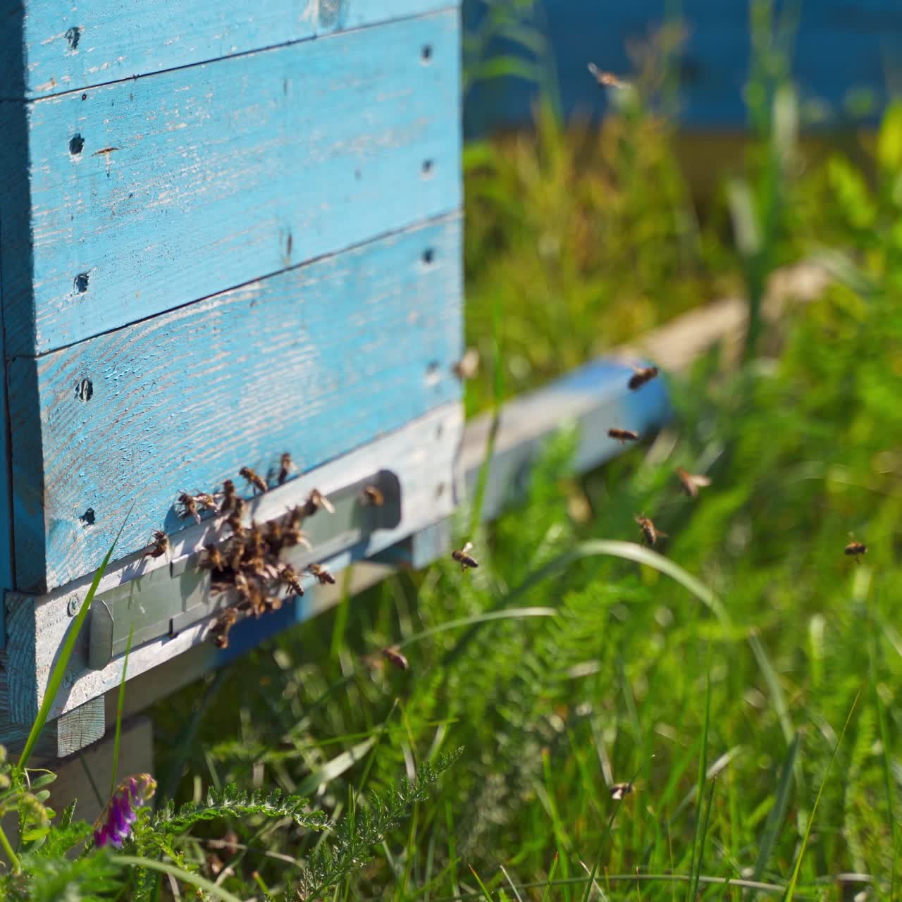 Bees crawling at the entrance to the hive. Busy bees flying near wooden hive and carrying nectar pollen. Bee house. Eco farming business. Close-up.
