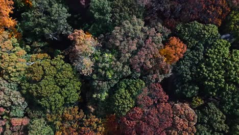 a high angle, aerial view over colorful trees in a large park on a sunny day in autumn