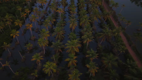 kerala village coconut trees farms landscape and agriculture,landscapes, rice paddies, coconut trees and sky