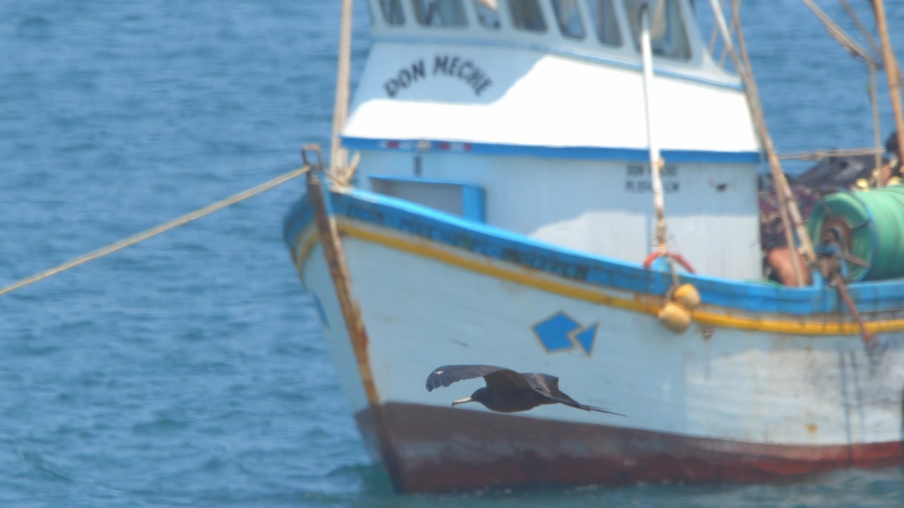 Frigatebird flying past boat over the sea then exiting frame Piura Peru