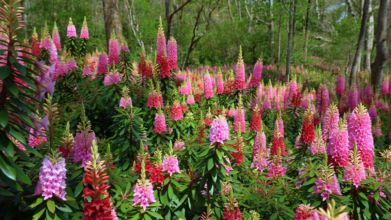 Woodland Foxglove Meadow With Pink Spikes, Cinematic Broll Capturing Sunlit Birch Trees, Dense Clusters