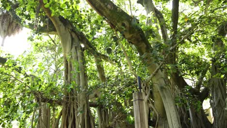la cámara analiza la estructura de un gran árbol de banyan
