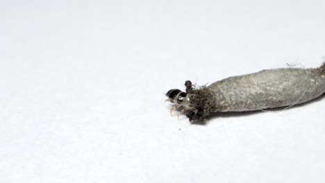 portador de la caja doméstica portador del caja arrastrándose por la pared insecto encontrado en la casa mantener el polvo extremo de cerca