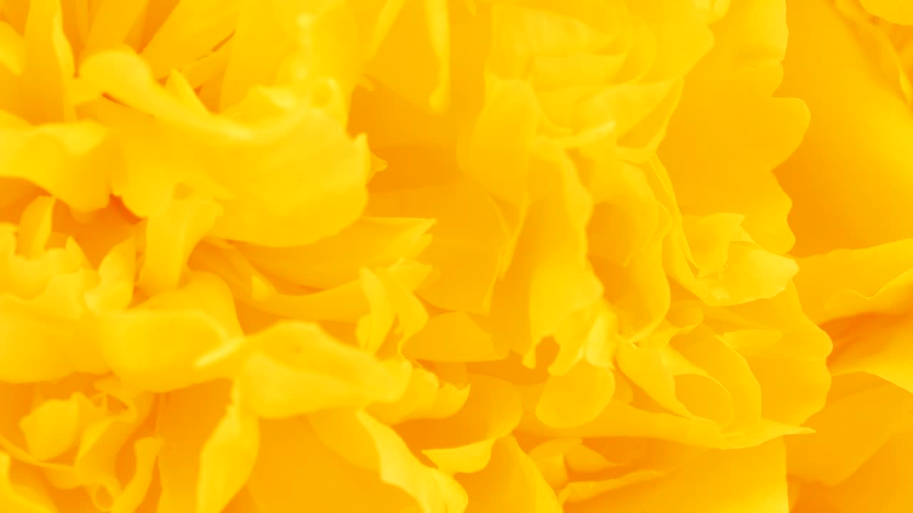 피오니 추상 노란색 배경, 극단적 인 클로즈업,  뷰, 루프 모션, 회전 360.