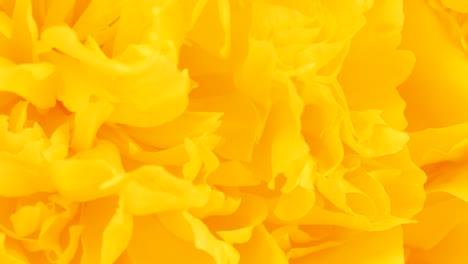 peonie abstract yellow background. extrem close-up. top view. loop motion. rotation 360.