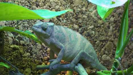 a pregnant female panther chameleon is looking for prey