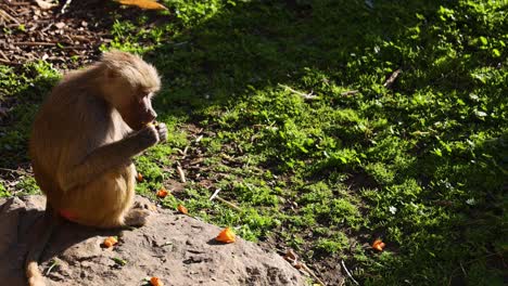 hamadryas baboon enjoying fruit on a rock