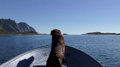 a dog on a boat