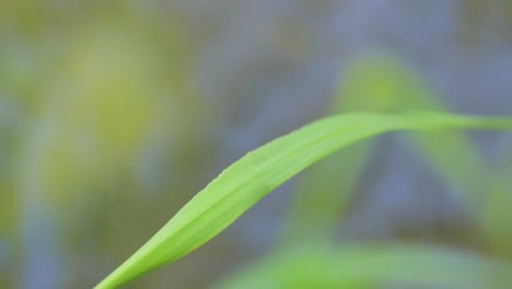 beautiful demoiselle (calopteryx virgo) is a european damselfly belonging to the family calopterygidae. it is often found along fast-flowing waters where it is most at home.