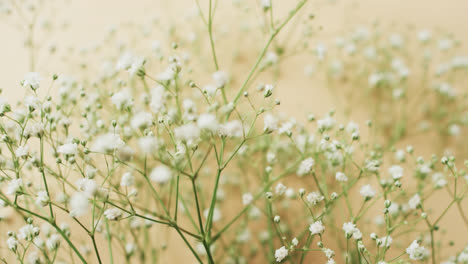 video of multiple white flowers and copy space on yellow background