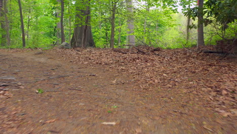 a low angle drone shot along a nature trail on a sunny day