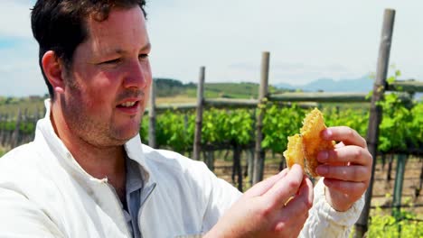 beekeeper examining the honeycomb