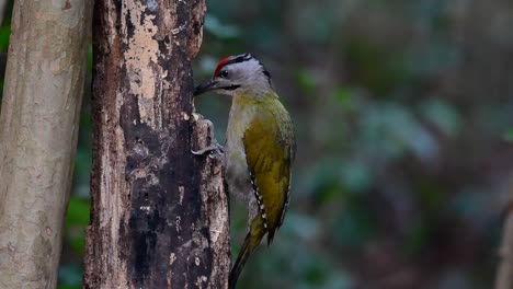 El-Pájaro-Carpintero-De-Cabeza-Gris-También-Se-Llama-Pájaro-Carpintero-De-Cara-Gris-Se-Encuentra-En-Muchos-Parques-Nacionales-En-Tailandia-Y-Es-Muy-Particular-En-La-Elección-De-Su-Hábitat-Para-Que-Prospere