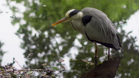 en el parque shakujii koen en tokio, japón, hay muchas garzas reales, en los días de lluvia se acercan a la costa y se puede ver de cerca los largos tiempos de espera que emplean para pescar