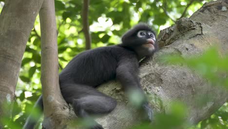 dusky leaf monkey or spectacled langur resting on tree and looking up