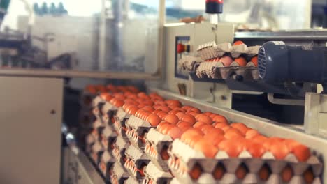 eggs cartons moving on the production line