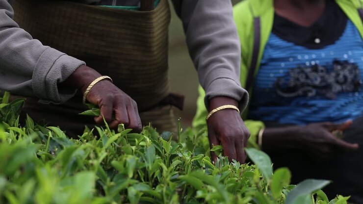 Static view of the tea garden workers picking leaves from the Kadugannawa Tea Factory fields on a sunny day located in the inner mountains of Sri Lanka, december 2014