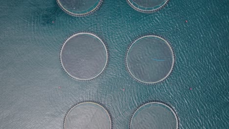 fish farming pens on the ocean in the faroe islands captured from an aerial view