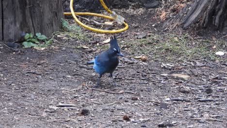 Steller&#39;s-Jay-Bird-Huscht-Auf-Der-Suche-Nach-Nahrung-Auf-Dem-Boden-Eines-Campingplatzes-Umher