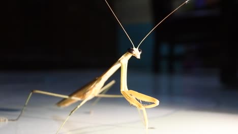 el saltamontes o mantis religiosa es un insecto perteneciente al orden mantodea