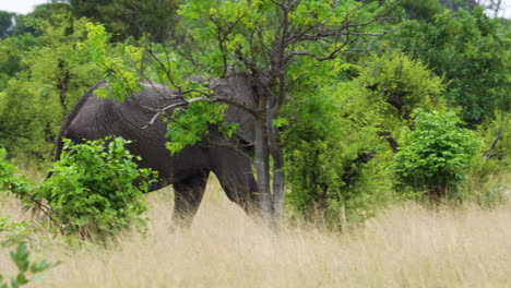 elefantes africanos caminando en el denso bosque subtropical de la reserva de caza de moremi en botswana.