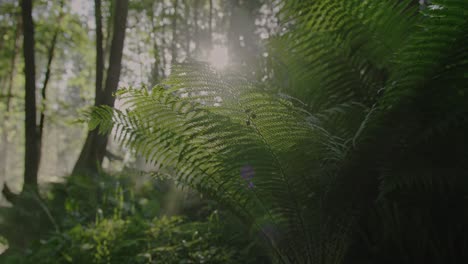 Bosque-Mágico:-Sol-Parpadeando-A-Través-De-Ramas-De-Helechos-Verdes-En-Un-Suelo-De-Bosque-Cubierto-De-Niebla