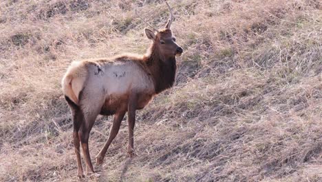 Golden-backlit-stag-Wapiti-staring-at-camera-returns-to-eating-grass