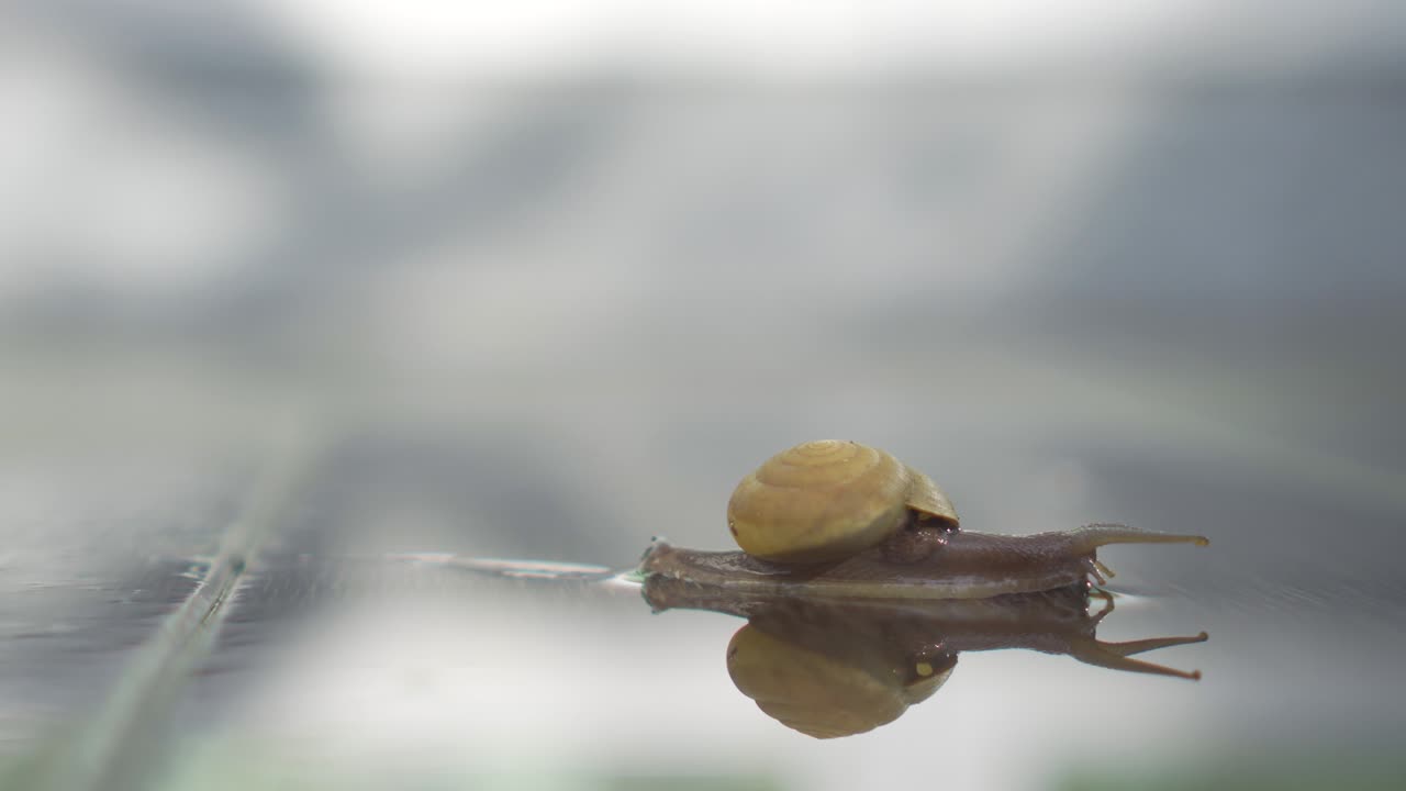 4k 영상: 은 나무 바닥에서 천천히 기어다니는 달이