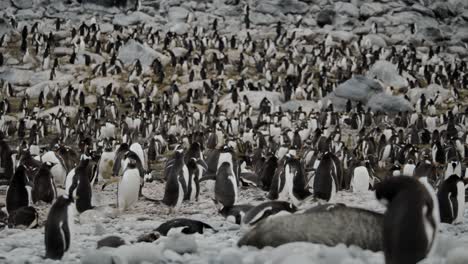 very big herd of many penguins on a remote beach taking care of young and nest in antarctica