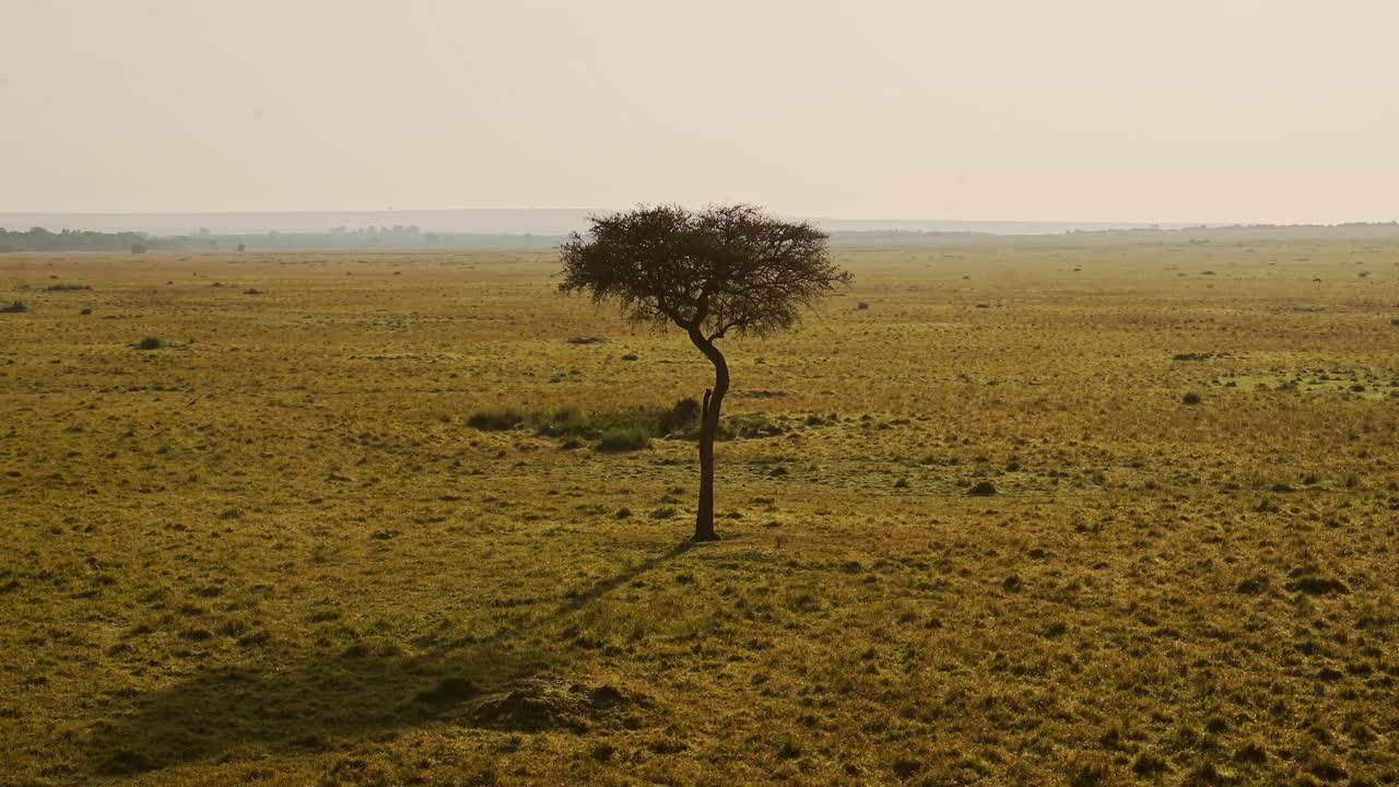 tomada aérea de un avión no tripulado de masai mara sabana de áfrica, árbol de acacia, llanuras y pastizales, dramática hermosa luz dorada kenia desde arriba, toma baja volando a través de la reserva nacional de masai mara