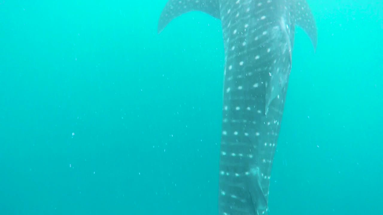 el largo tramo de un tiburón ballena desde la punta de su cola hasta su cabeza gigante