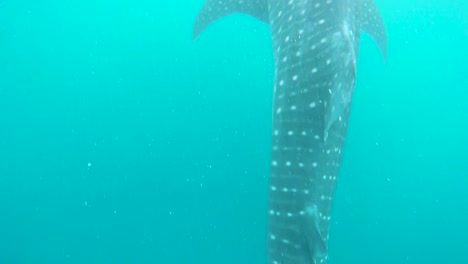 the long stretch of a whale shark starting from the tip of his tail to his giant head