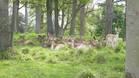 Eigenartige-Herde-Von-Hirschen-Auf-Der-Suche-Nach-Raubtieren-Im-Phoenix-Park-Dublin