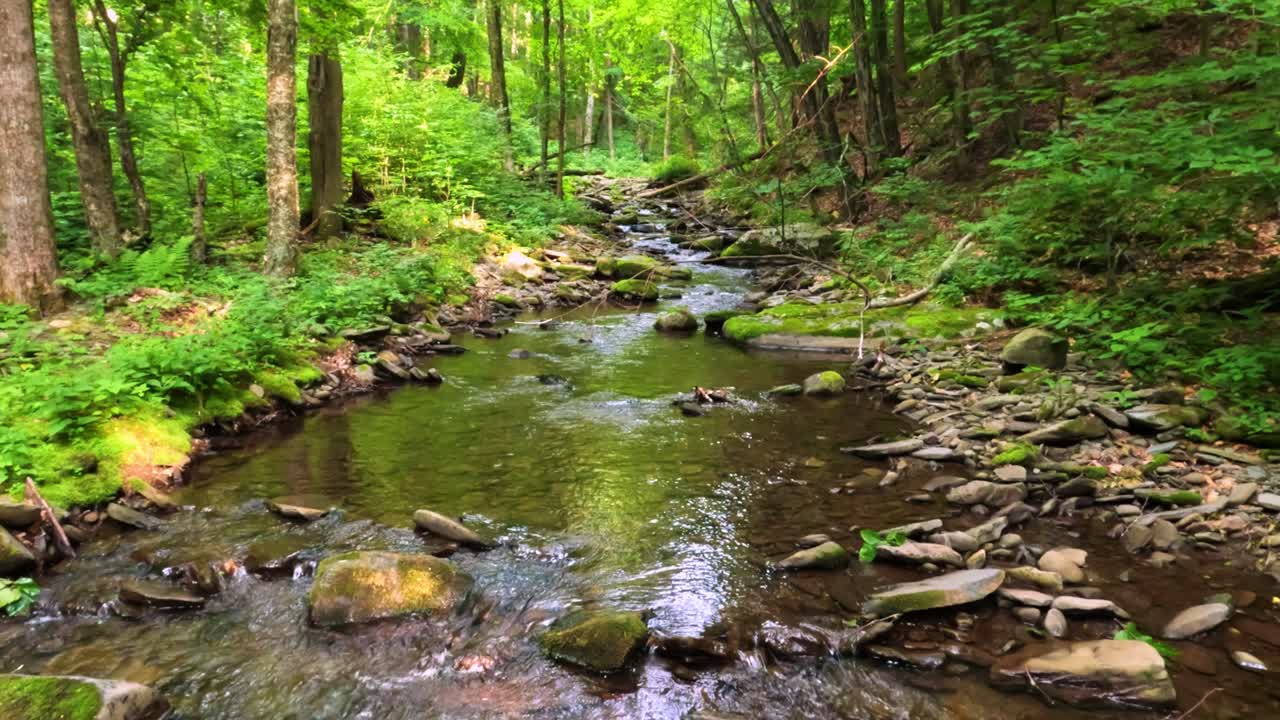 Smuk skovbæk i den tætte, frodige, grønne skov i Appalacherne om sommeren
