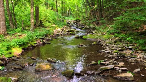 beautiful, woodland stream in the dense, lush, green appalachian mountain forest during summer