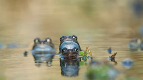 pair of frogs mating in pond