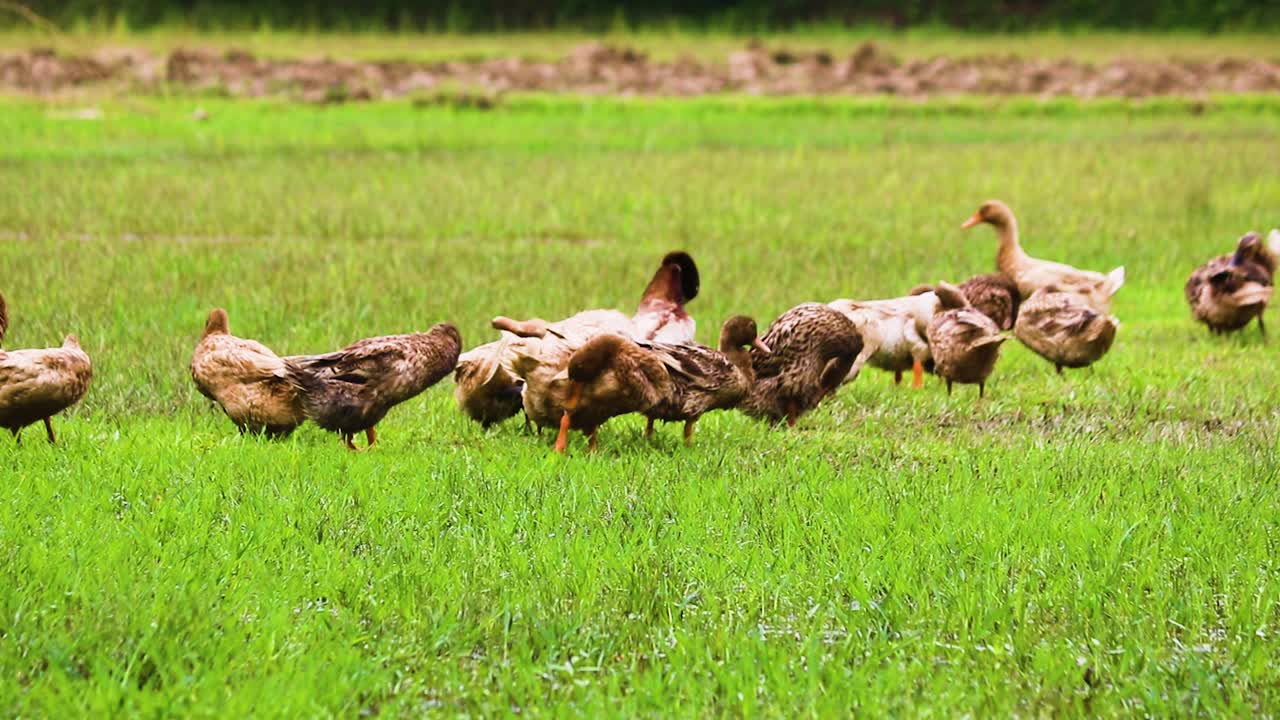 Kırsal Bangladeş'te bir kümes hayvanı çiftliğinde kendilerini temizleyen Rouen Clair evcilleştirilmiş veya Mallard ördekleri.