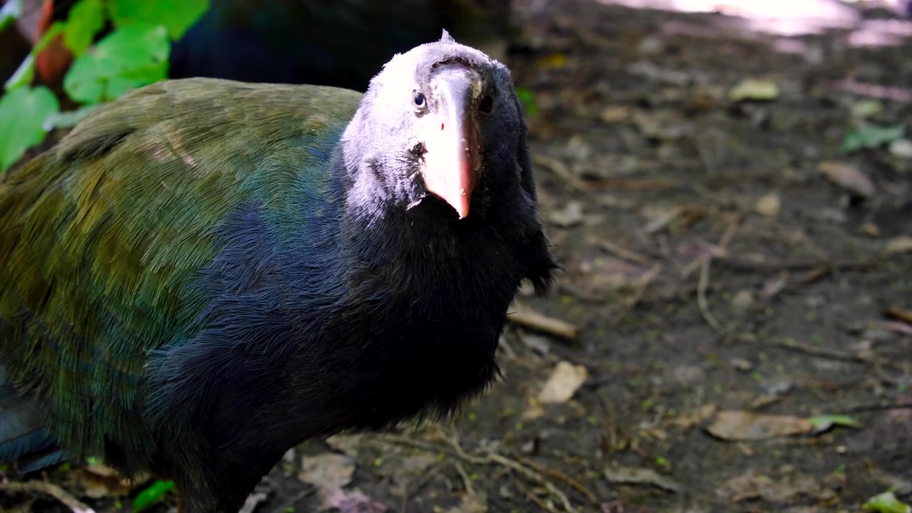 Profilo laterale di un takahe giovane, un rallo non volatore, con bellissime piume verdi e blu a Wellington, Nuova Zelanda Aotearoa