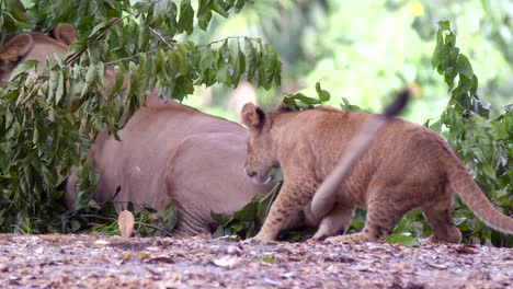 Playful-Lion-Cub-Biting-The-Tail-Of-Adult-Lioness-Lying-On-Forest-Ground