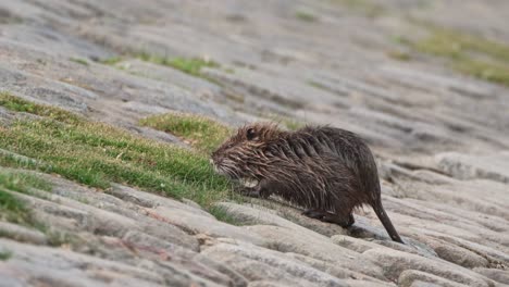 pequeña nutria hambrienta, myocastor coypus con piel mojada, alimentándose de hierba verde fresca en la orilla del río antes del anochecer y caminando a casa a lo largo de la orilla con pequeños mosquitos volando alrededor