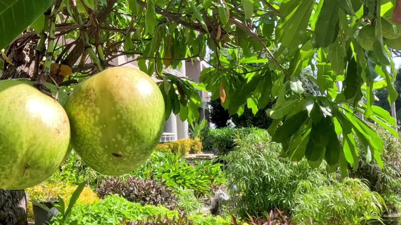 Close-up of green pomegranates hanging from a tree amidst vibrant garden foliage.
