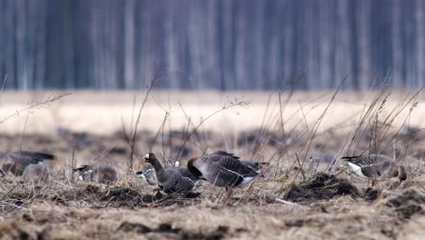 Große-Herde-Von-Blässgänsen-Und-Anderen-Gänsen-Während-Des-Frühjahrszugs,-Die-Sich-Auf-Der-Wiese-Ausruhen-Und-Fressen,-Heben-Ab