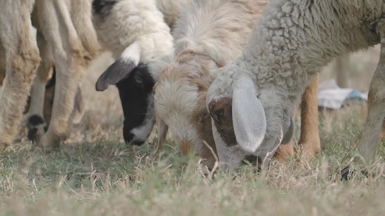 Ovejas pastando en un campo