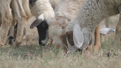 ovejas pastando en un campo