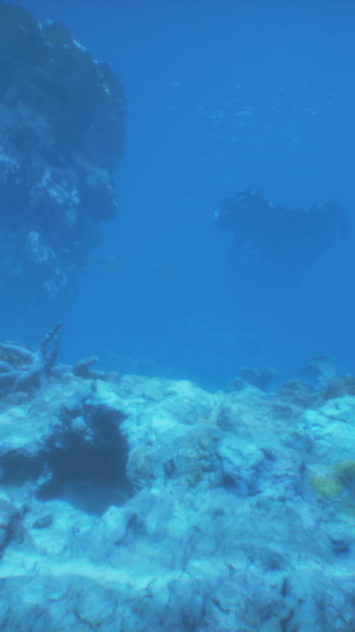 Escena de arrecife de coral submarino
