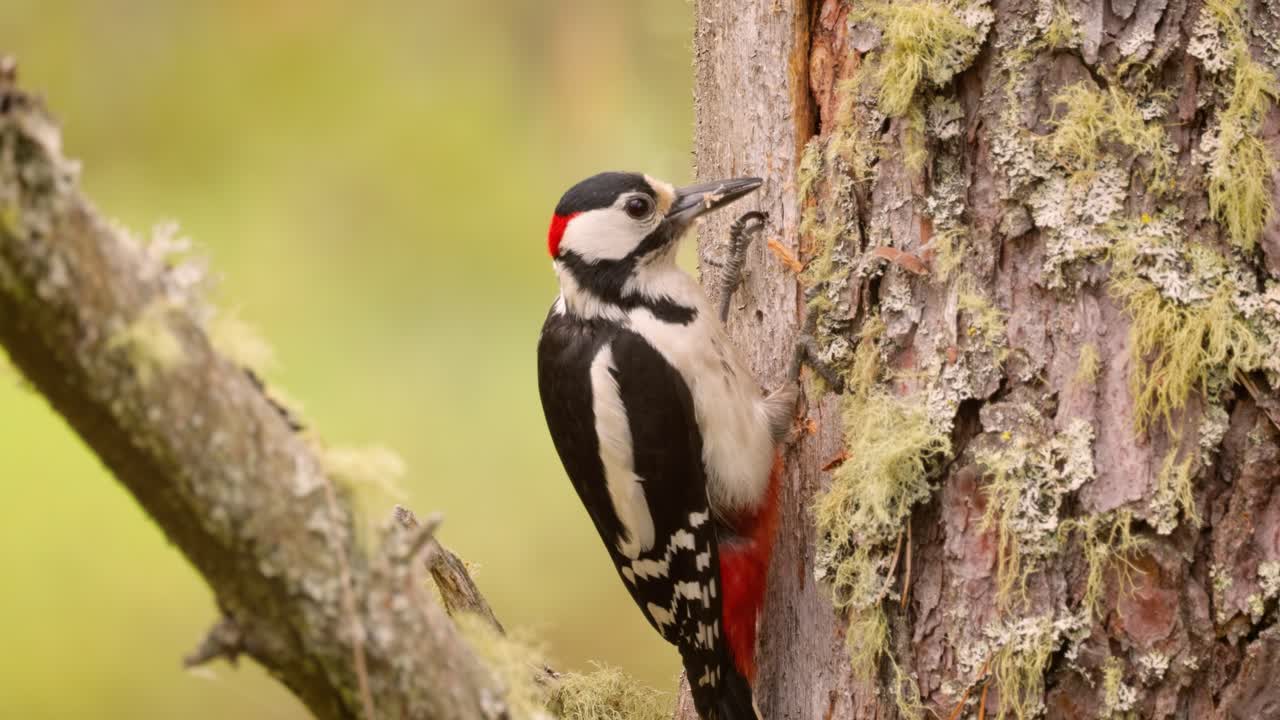 gran pájaro carpintero manchado en un árbol en busca de comida. gran carpintero manchado (dendrocopos major) es un carpintero de tamaño mediano con plumaje negro y blanco y una mancha roja en la parte inferior del vientre